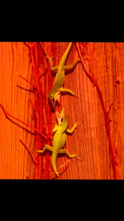 Lizard Fiiiiiight!!!!