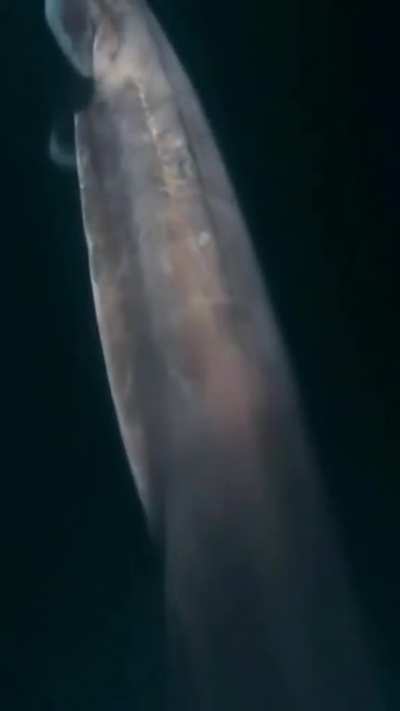 deep sea creatures