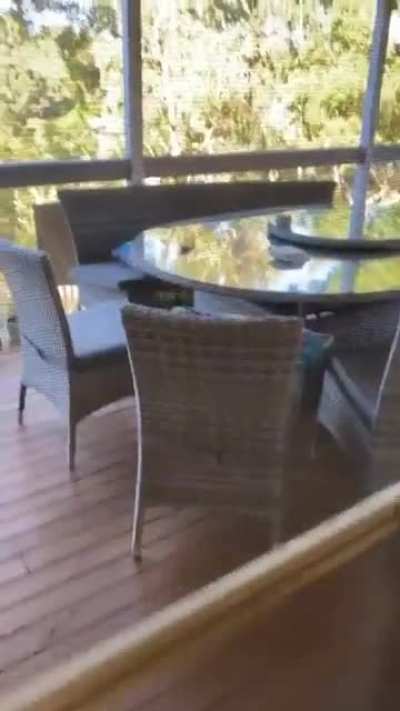 Feeding a Kookaburra with pasta.