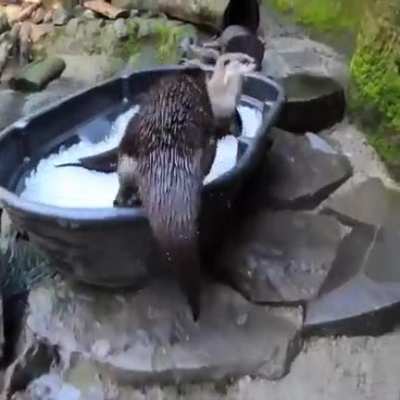 A whole minute of cute otters for you, otter person is switching to this sub now