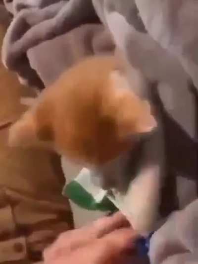 He needs the treats