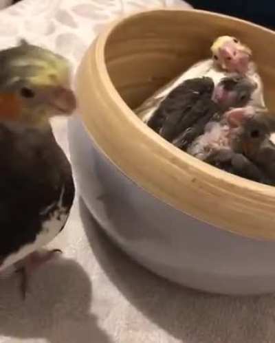 Cockatiel plays peekaboo with her chicks
