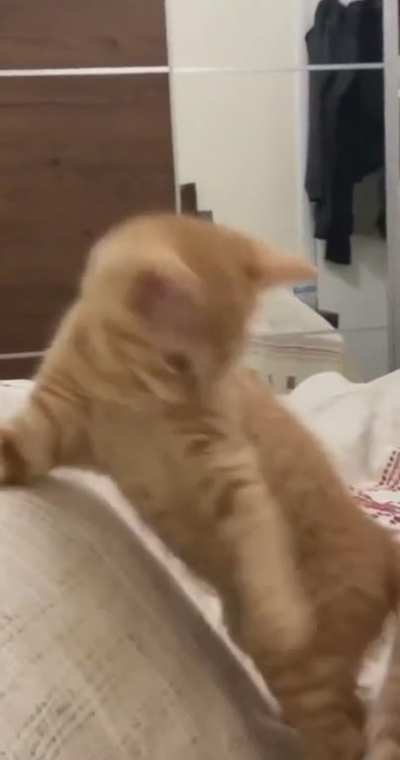 Orange cat escape plan