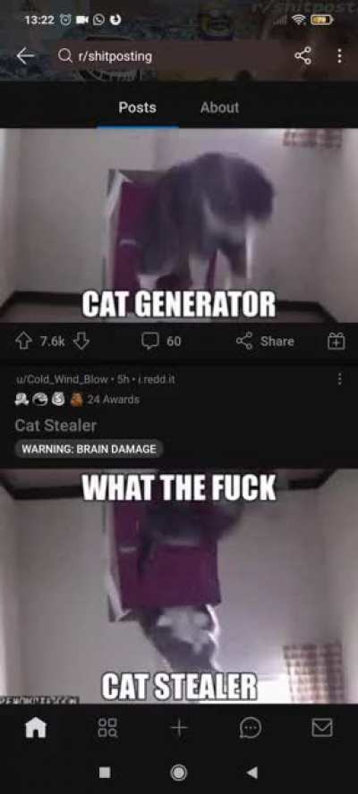 Cat