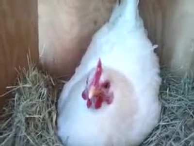 Don't mess with the hen