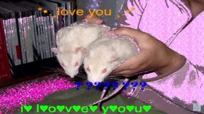 <333