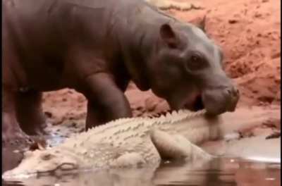 The Unspoken Respect between Hippos and Crocodiles that Modern Nature shows don't tell you about.