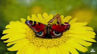 Buttafly