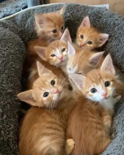 The more the meowrier