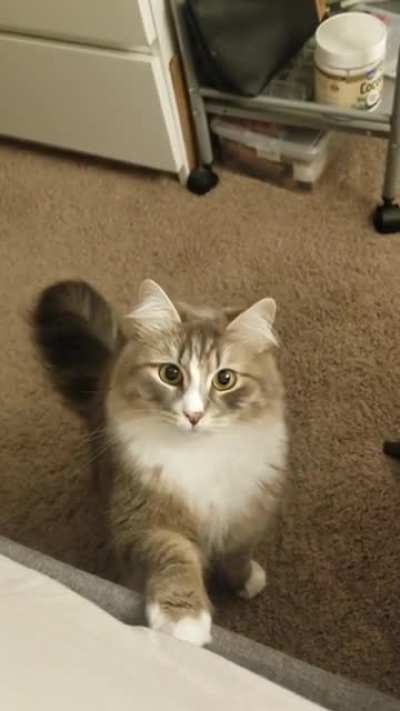 Sweet little Samson