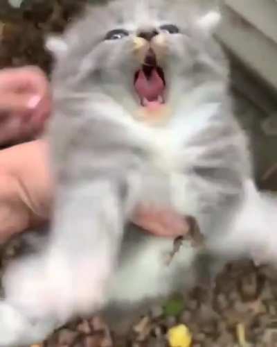 Witness him roar