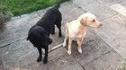 BBC sports commentator narrates his two good puppers racing to eat their dinner. Who will win??