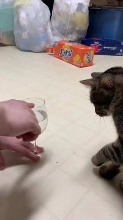 Cats are (indeed) alien