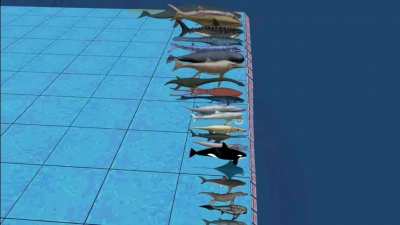 There's always a bigger fish