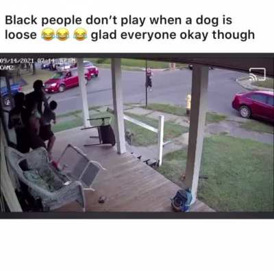 WCGW randomly unleashing your dog in public