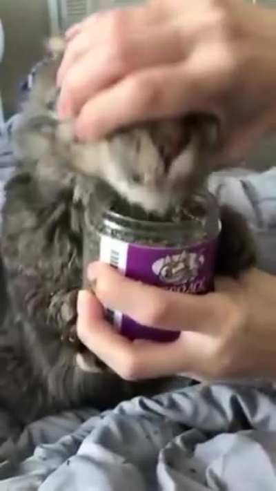 To take the cat’s drugs away