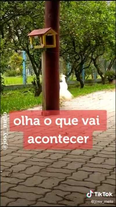 SEBASTIÃO!