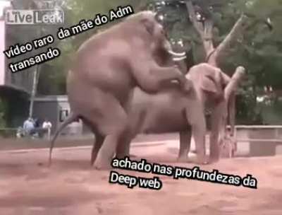 Aninalescos