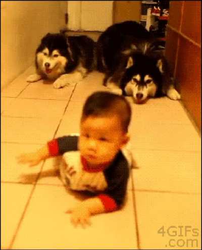 Two husky dogs imitate a baby