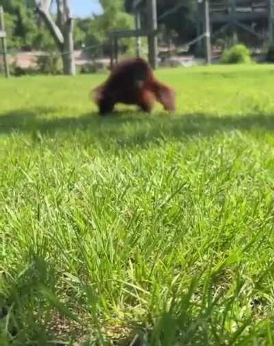 new ape has spawned