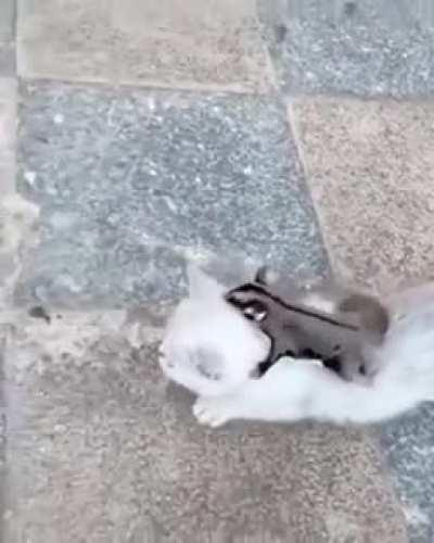 Sugar glider rides a cat like a horse