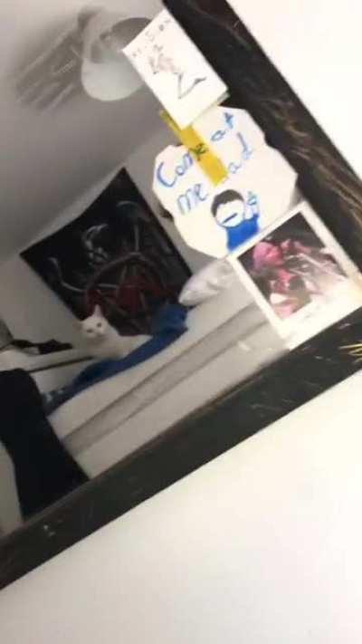Cat reflection