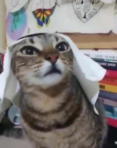 Cat 🤑🤑