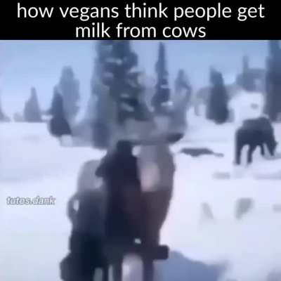 Milk