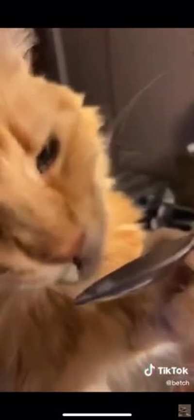 Perfectly Cut Meow