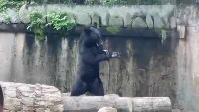 The Second Amendment states its “the right of the people to keep and arm Bears”