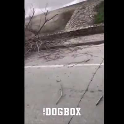 The cat was chillin