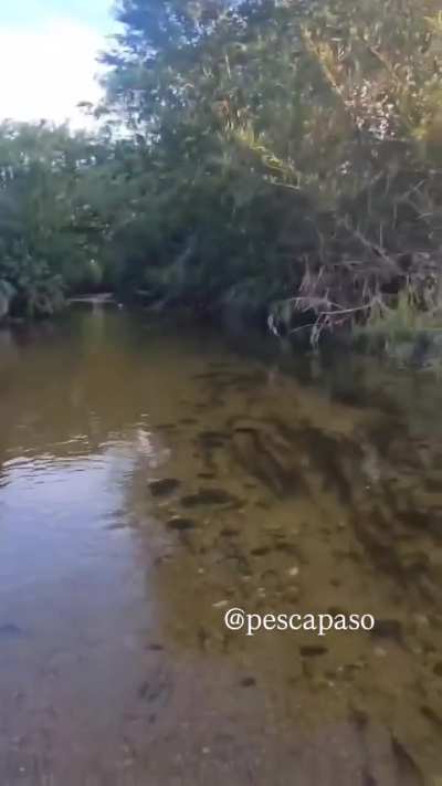 Lo unico que entendi es que el boyero patea