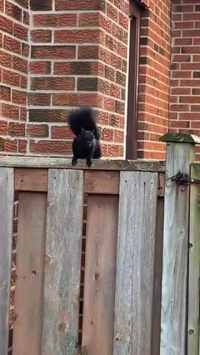 Caption this (Squirrel)