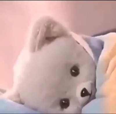 XD