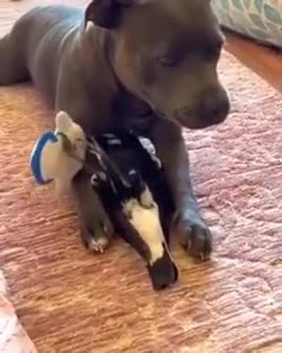 The sweetest fight!
