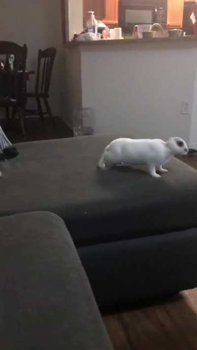 Skip has been super happy today!