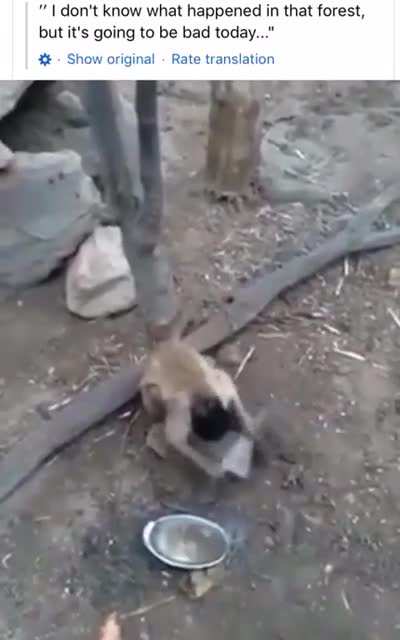 Monkey uses a rock to sharpen a blade
