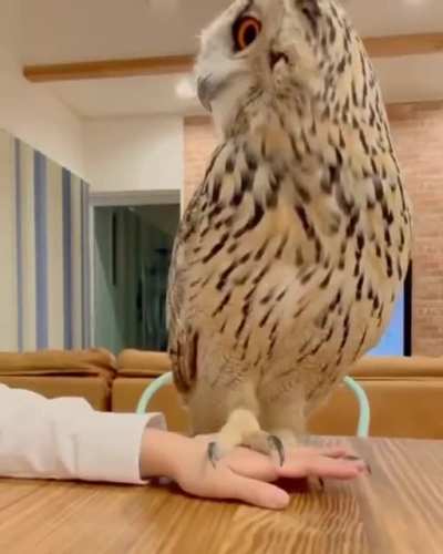 I've already told you lady, I don't have your Hogwarts letter!