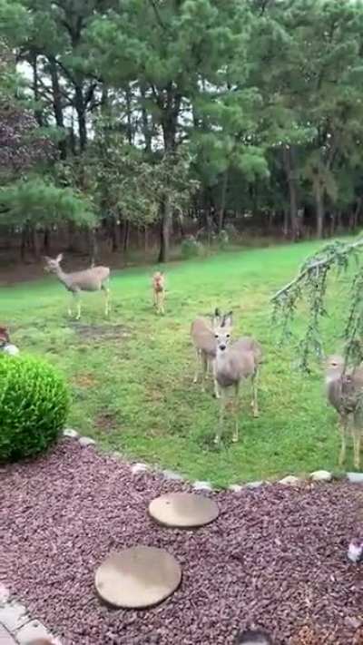 like in a Disney fairy tale