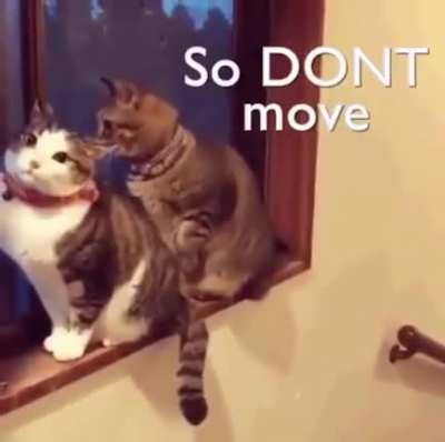 For cats, cleaning the other is a sign of dominance. The dominant cat will lick the submissive one. That is why cleaning sessions can turn into fights for apparently no reason.