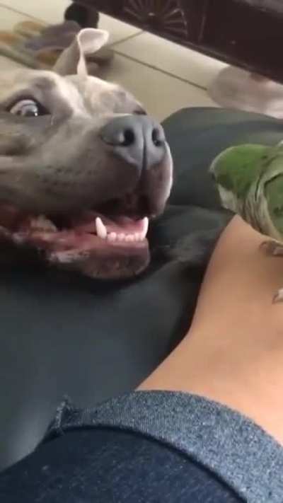 The dog knew something was wrong