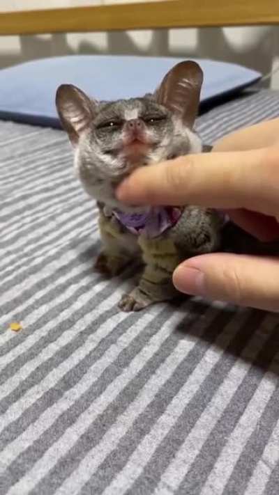 Почес<wbr>уньки