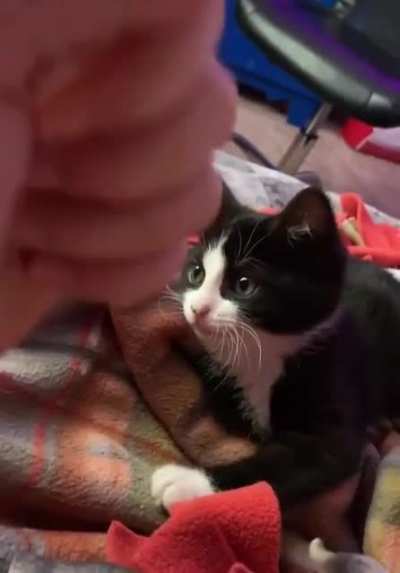 Rock Paper Scissors with Cat
