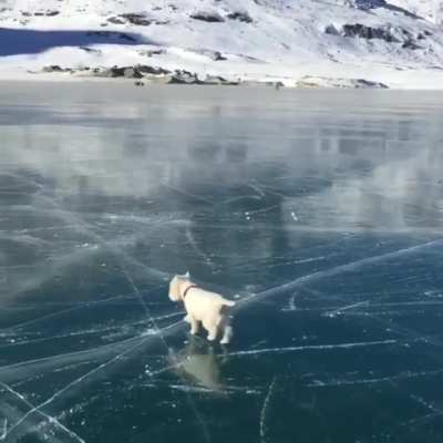 Puppy looks at a frozen lake