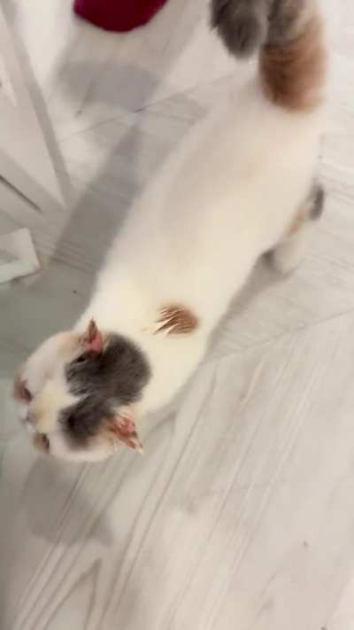 Lil lady having a fit