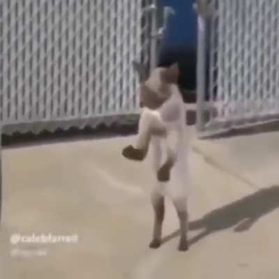 Dança gatinho dança