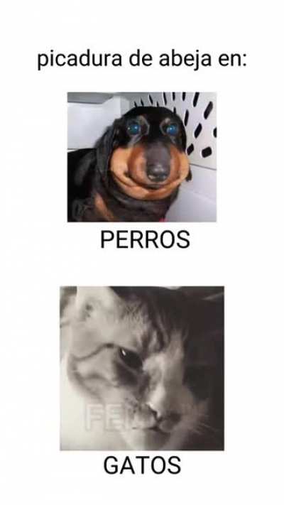 Gato Fachero