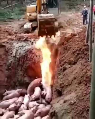 Pigs slaughtered due to disease outbreak