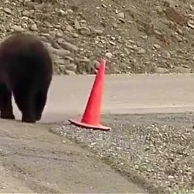 Responsible bear saw a cone on the ground and just had to pick it up.