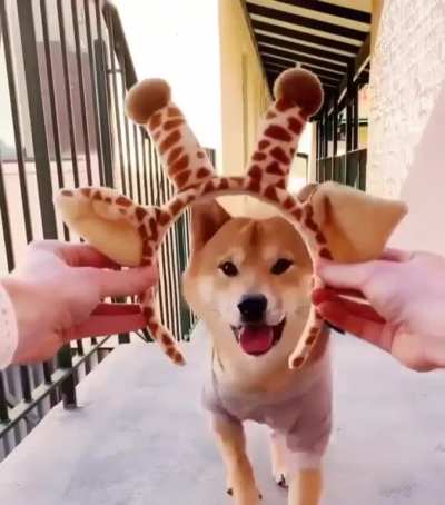 I am now a giraffe